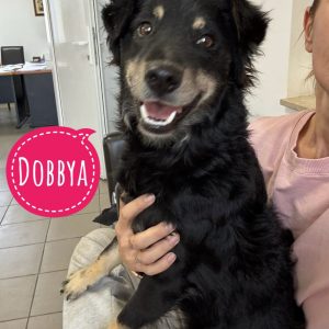 Dobbya