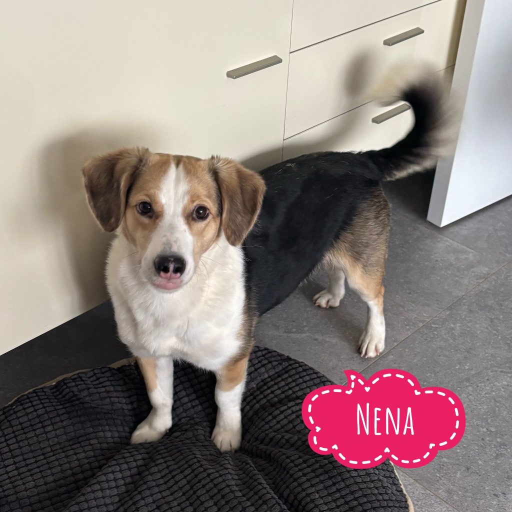 NENA