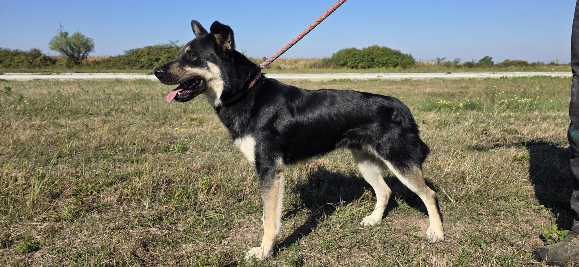 ROCKY – Bild 8