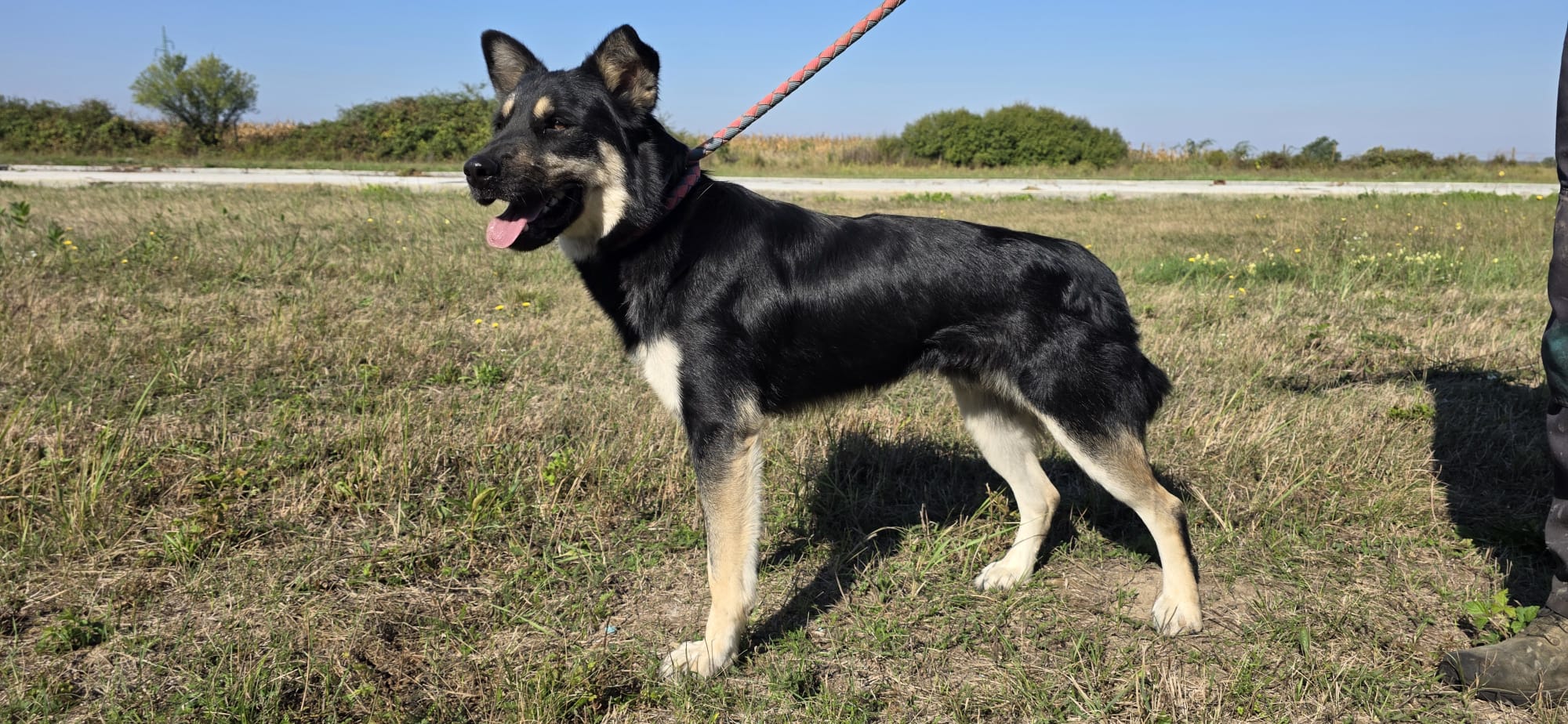 ROCKY – Bild 9