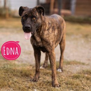 EDNA