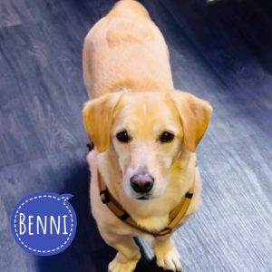 BENNI