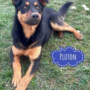 PLUTON