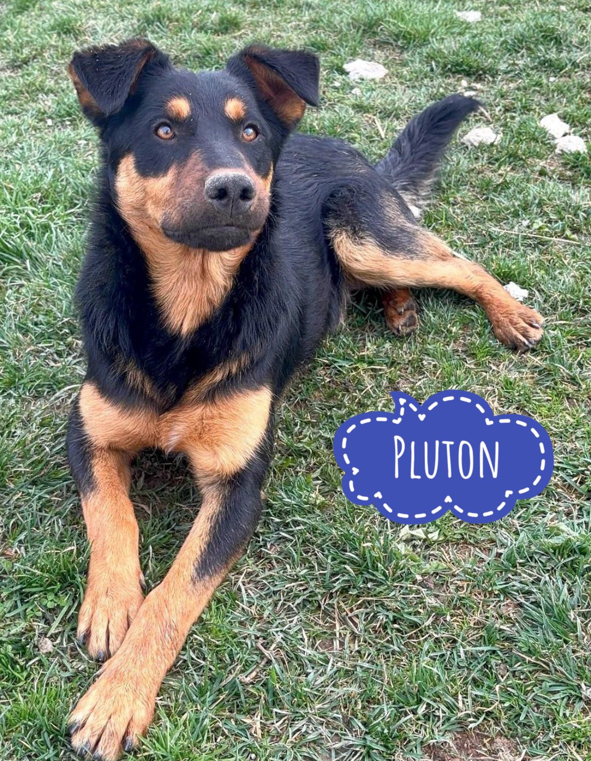 PLUTON