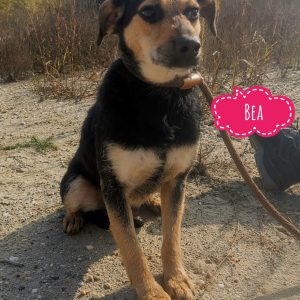 BEA