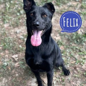 FELIX