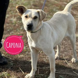 CAPONA