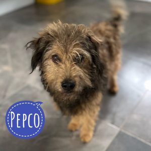 PEPCO