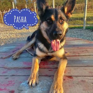 PASHA