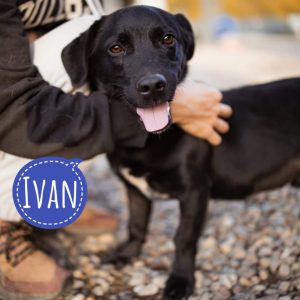 IVAN
