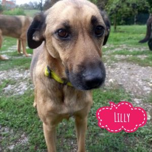 LILLY