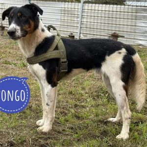 PONGO