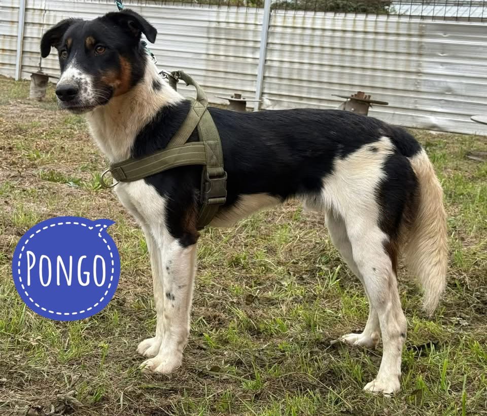 PONGO