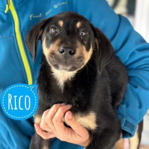 RICO