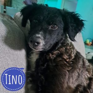 TINO