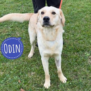 ODIN