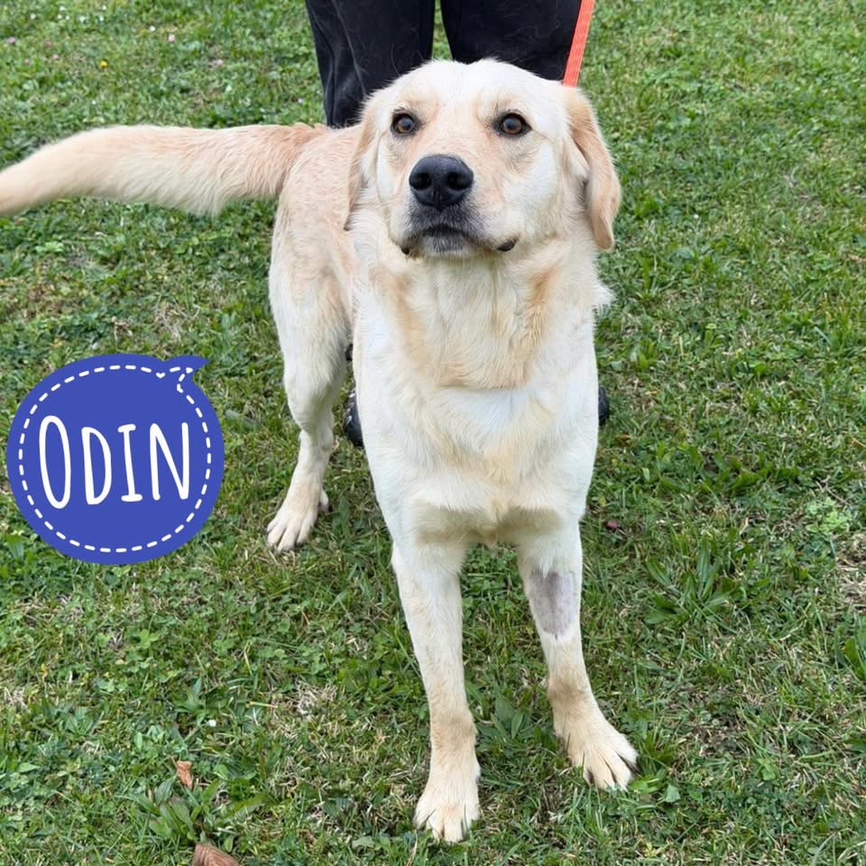ODIN