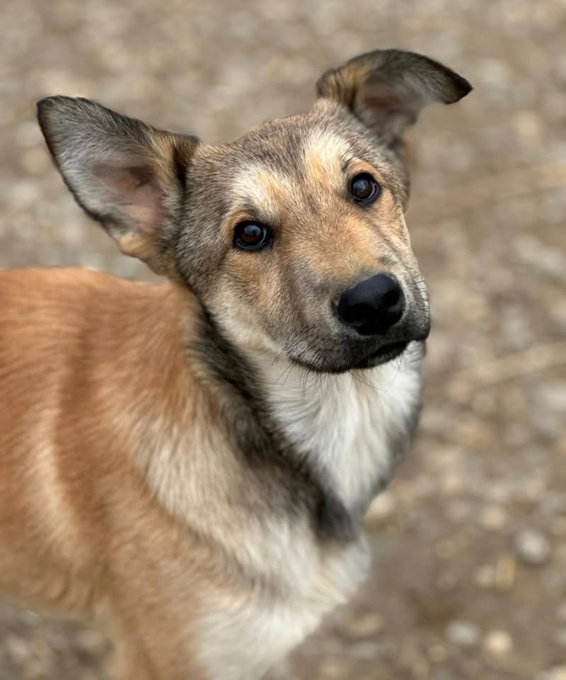 POLLUX-FLACK – Bild 2