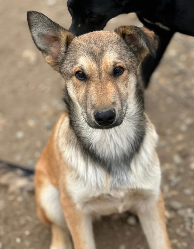 POLLUX-FLACK – Bild 3