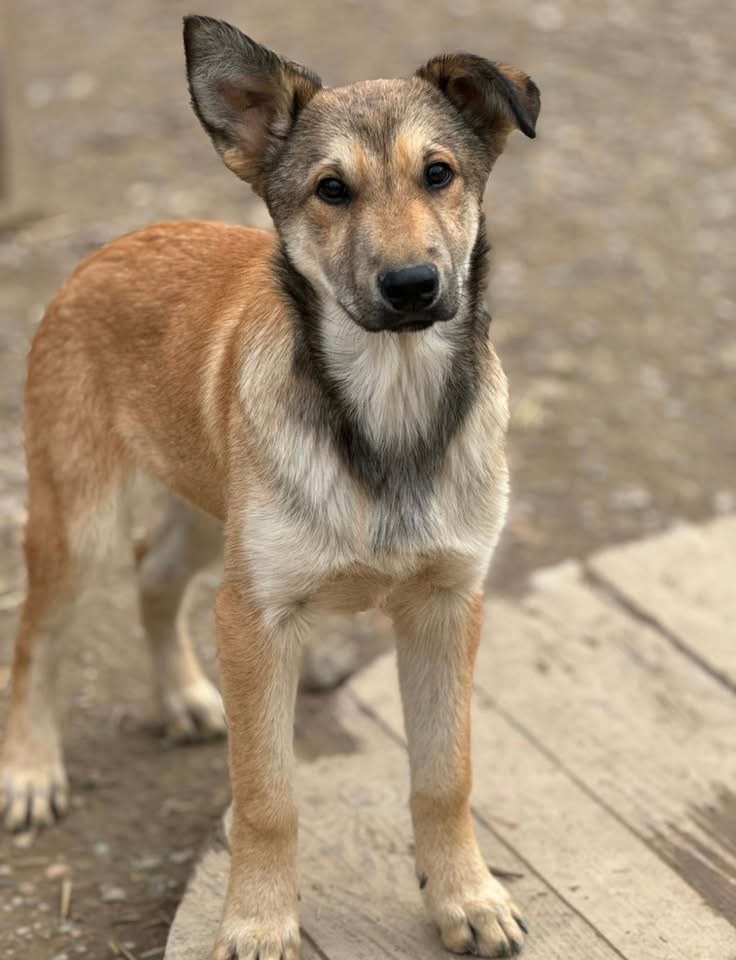 POLLUX-FLACK – Bild 4