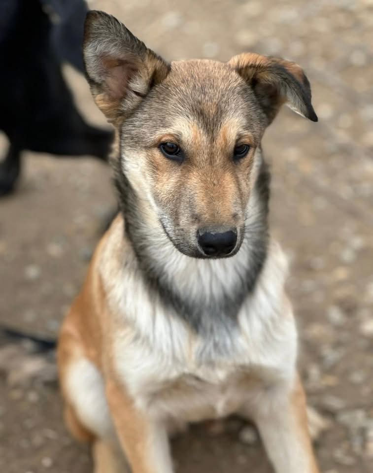 POLLUX-FLACK – Bild 5