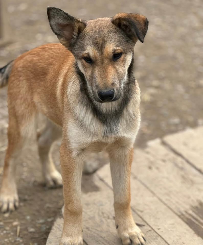 POLLUX-FLACK – Bild 6