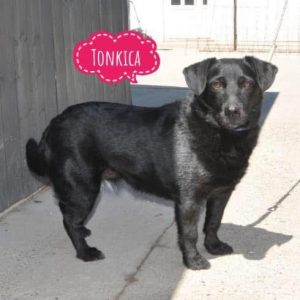 TONKICA
