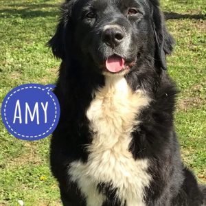AMY