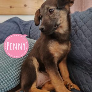 PENNY