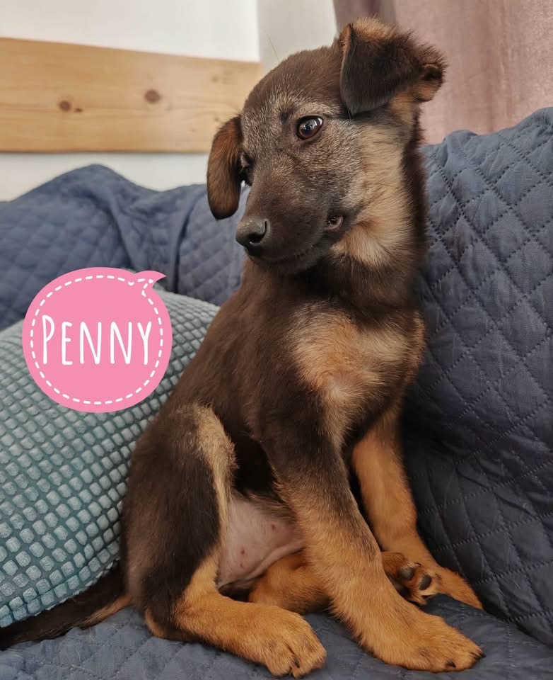 PENNY