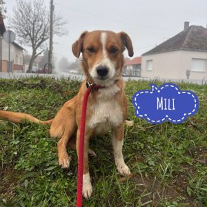 MILI