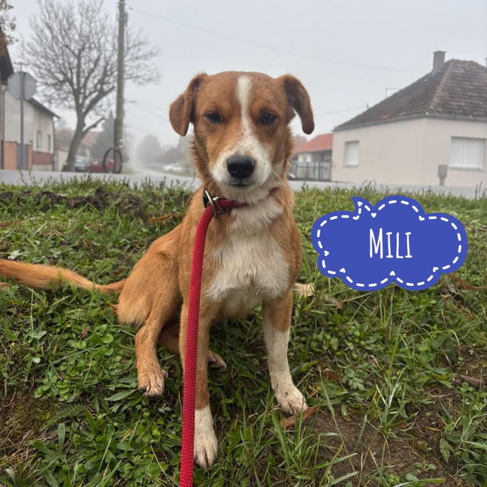 MILI