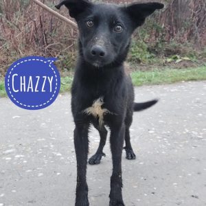 CHAZZY