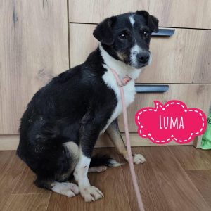 LUMA