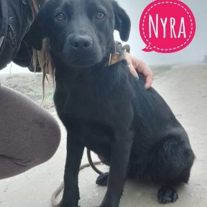 NYRA