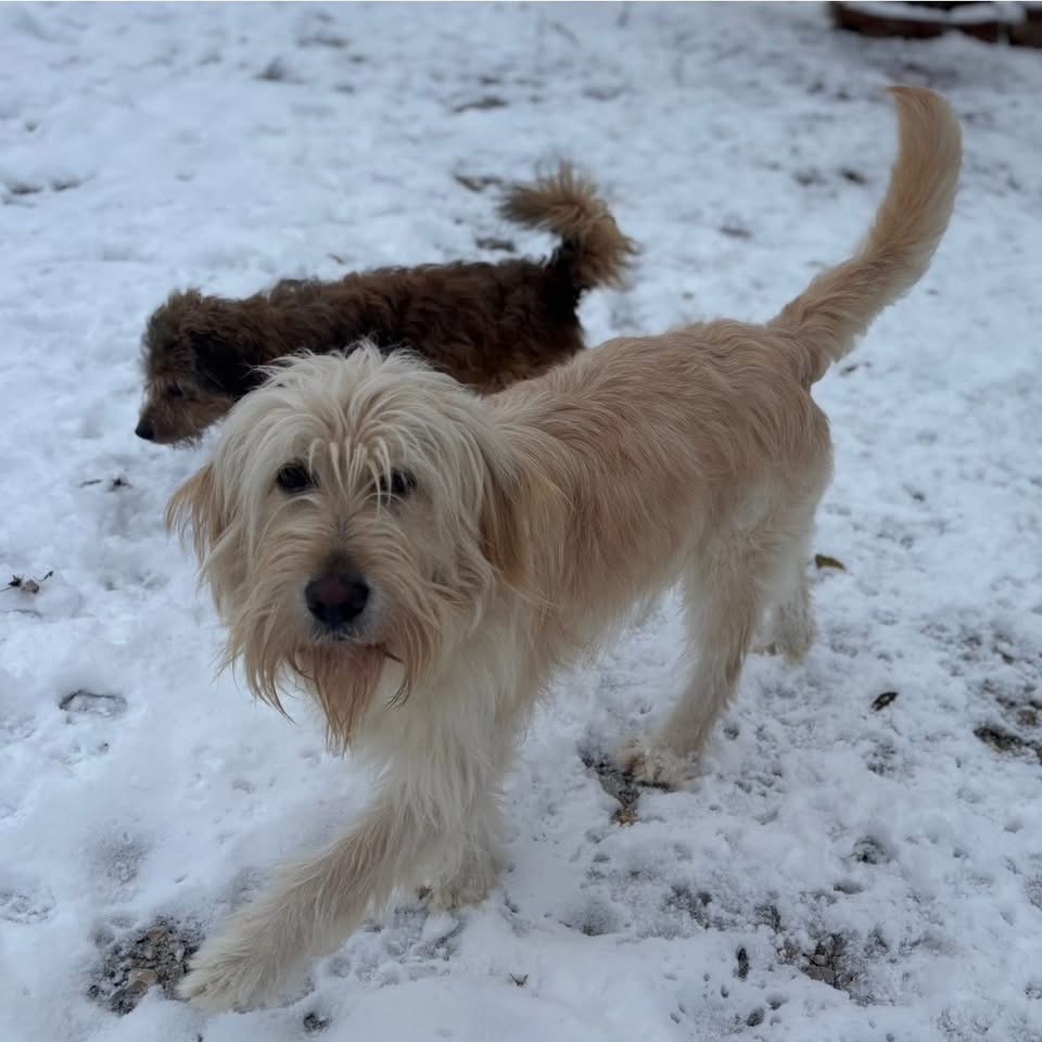 MR. BELIĆ – Bild 2