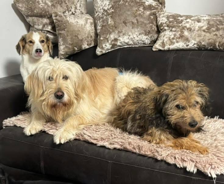 MR. BELIĆ – Bild 6