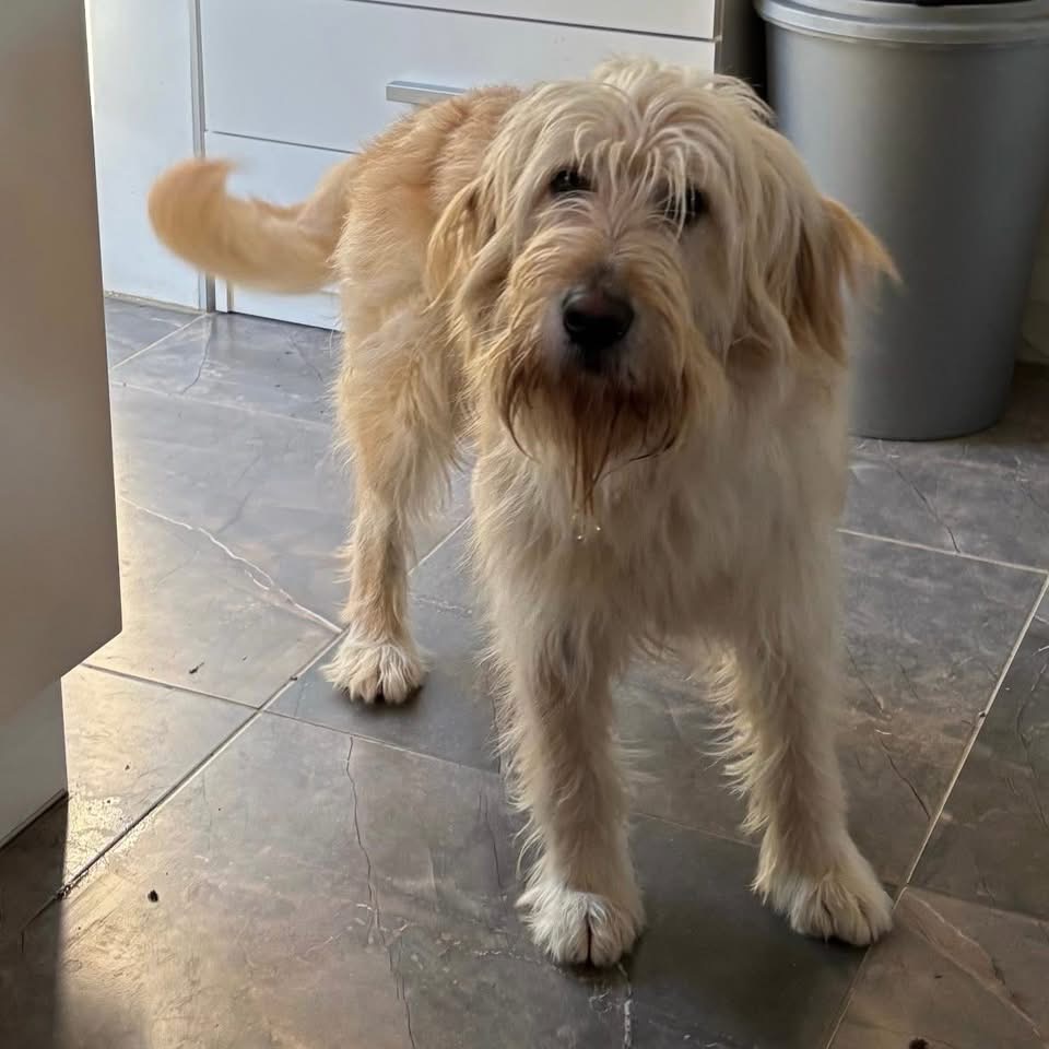 MR. BELIĆ – Bild 4