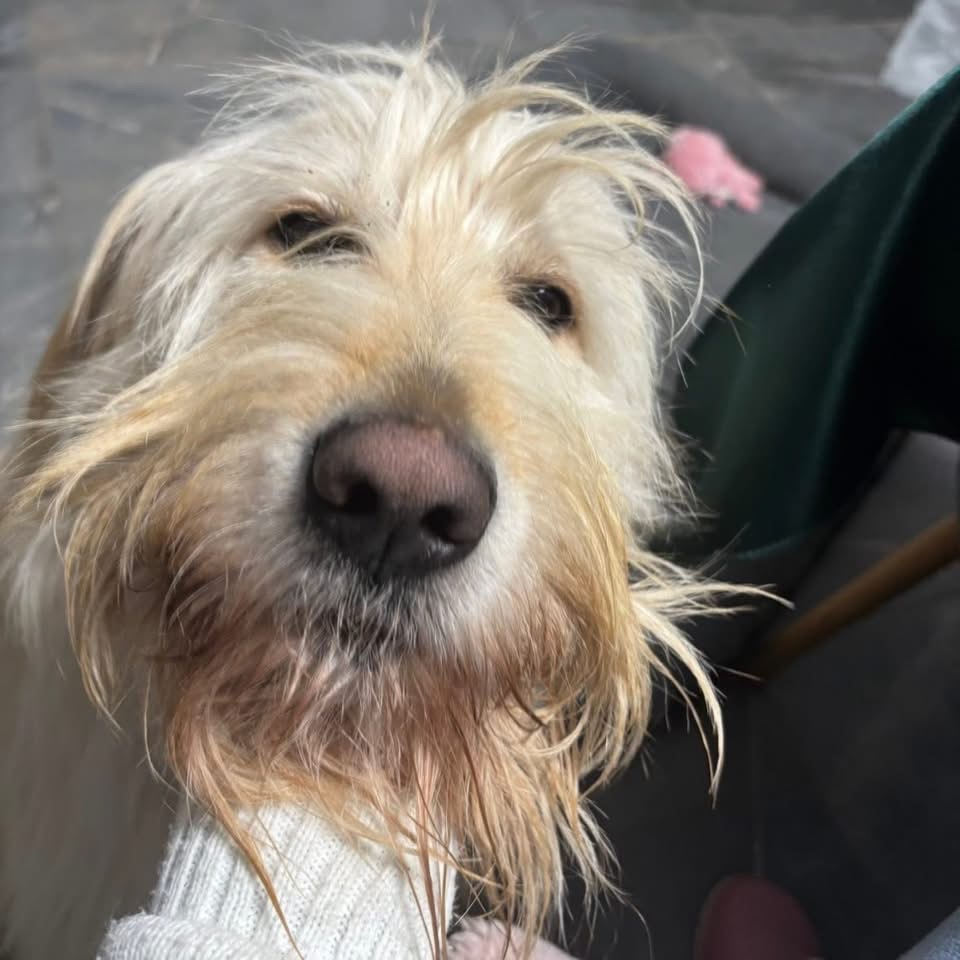 MR. BELIĆ – Bild 5