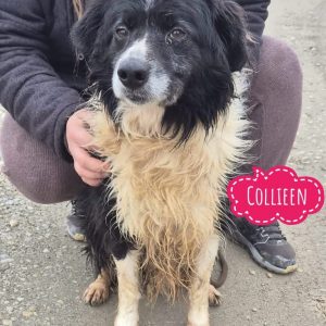 COLLIEEN