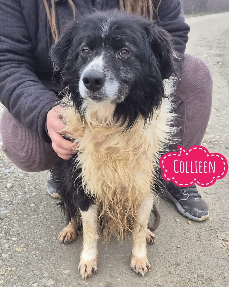 COLLIEEN
