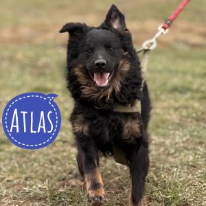 ATLAS