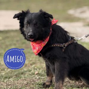 AMIGO