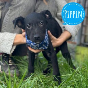 PIPPIN
