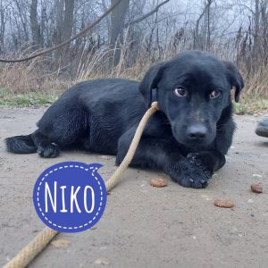 NIKO