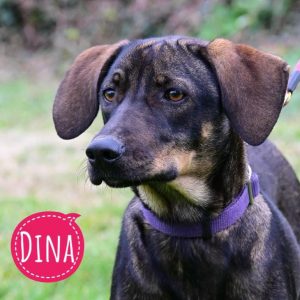DINA
