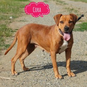 CORA