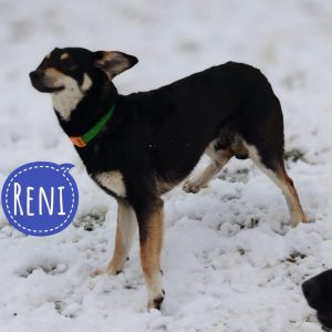 RENI