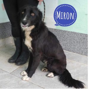 MIRON