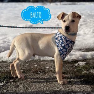 BALTO